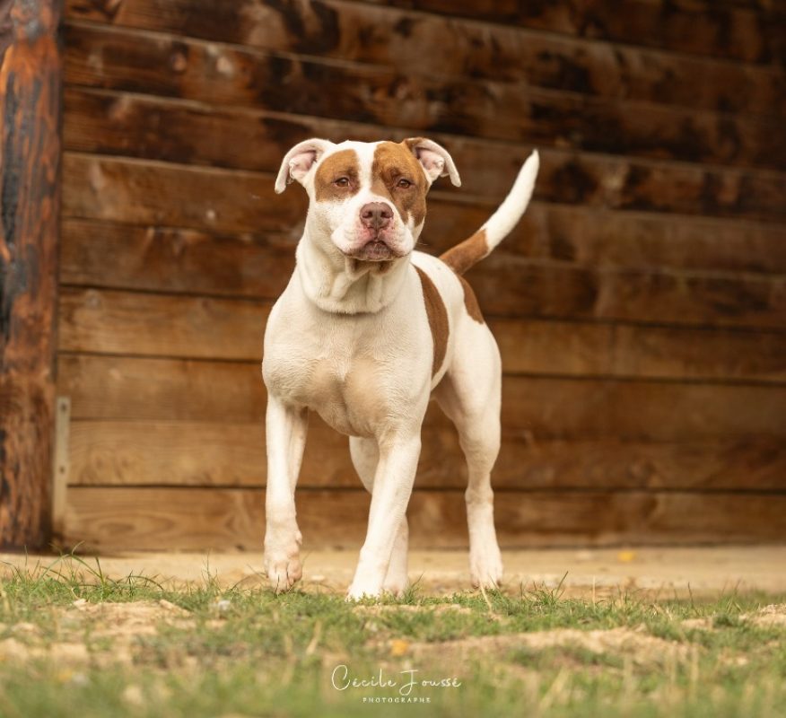 Dany - Chien à adopter
