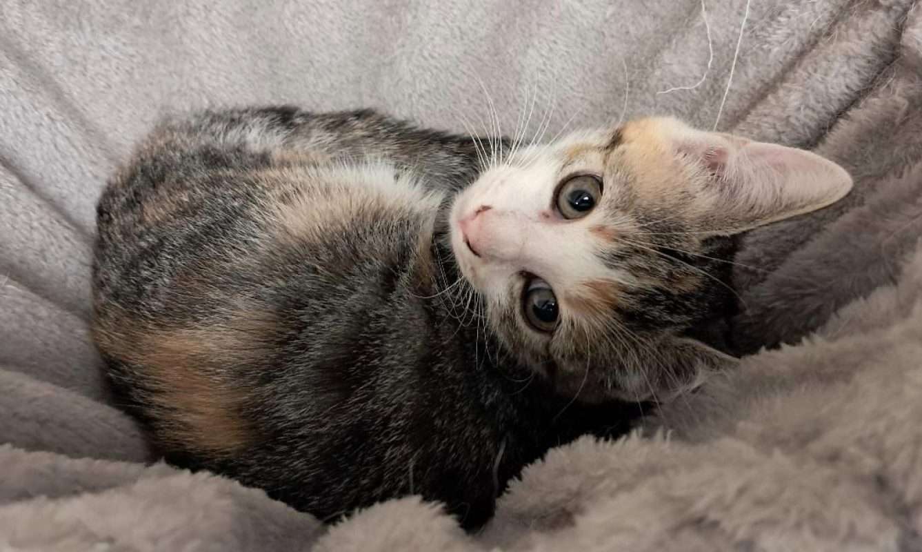 Riwai - Chat Européen à adopter