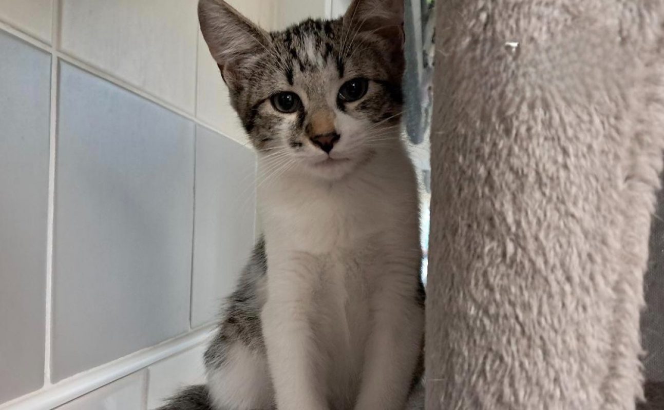 Kartul - Chat Européen à adopter