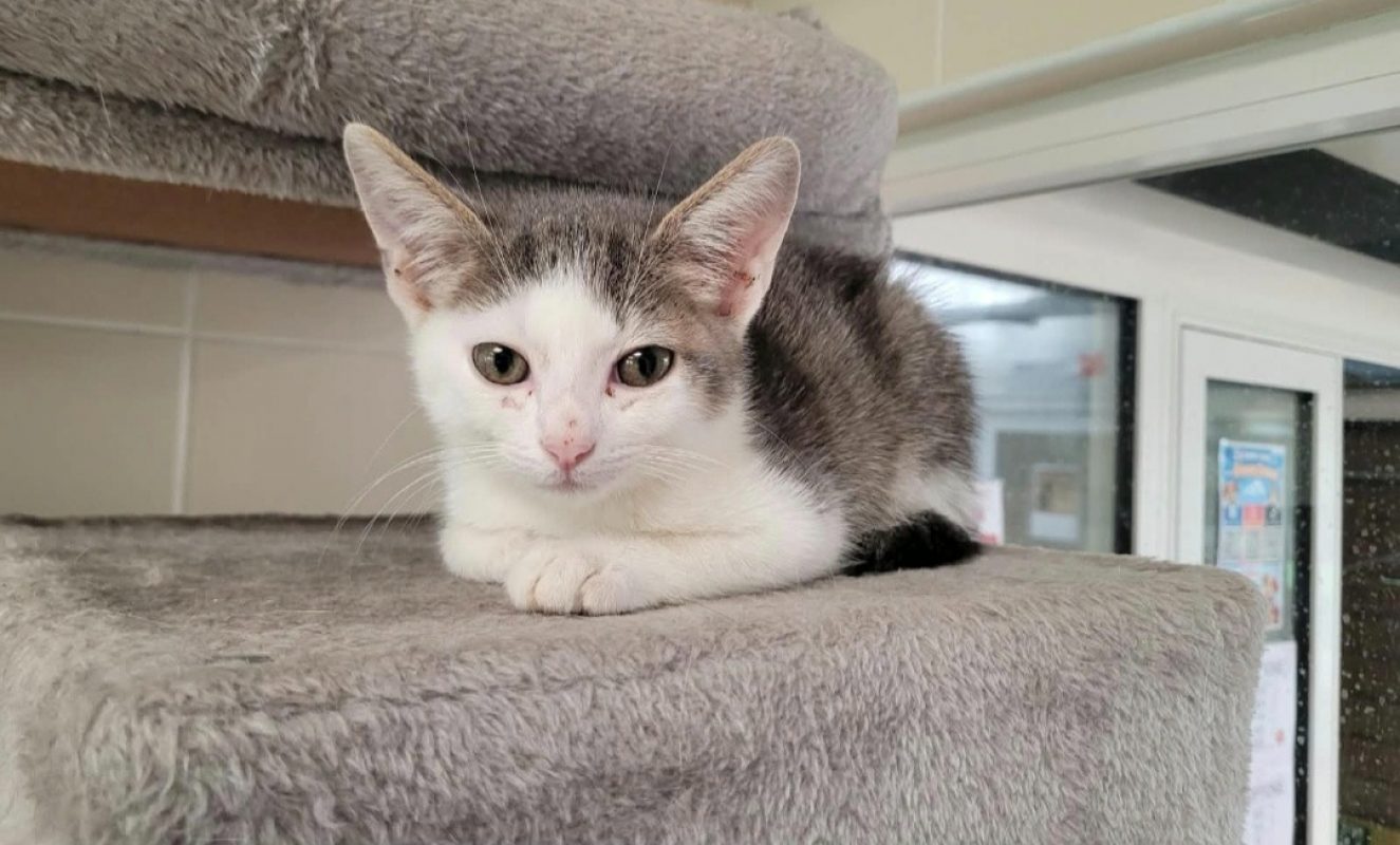 Moustique - Chat Européen à adopter
