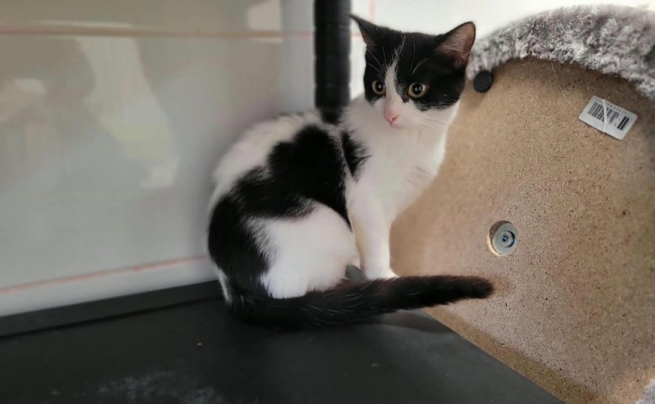 Coco - Chat Européen à adopter