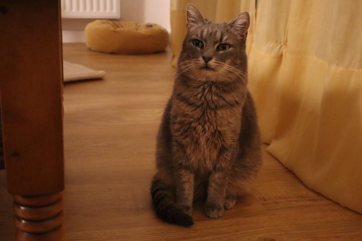 Sahara - Chat Européen à adopter