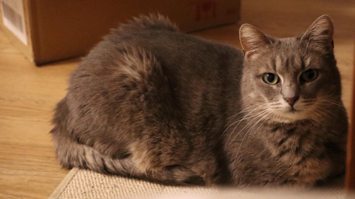 Sahara - Chat Européen à adopter - photo 2