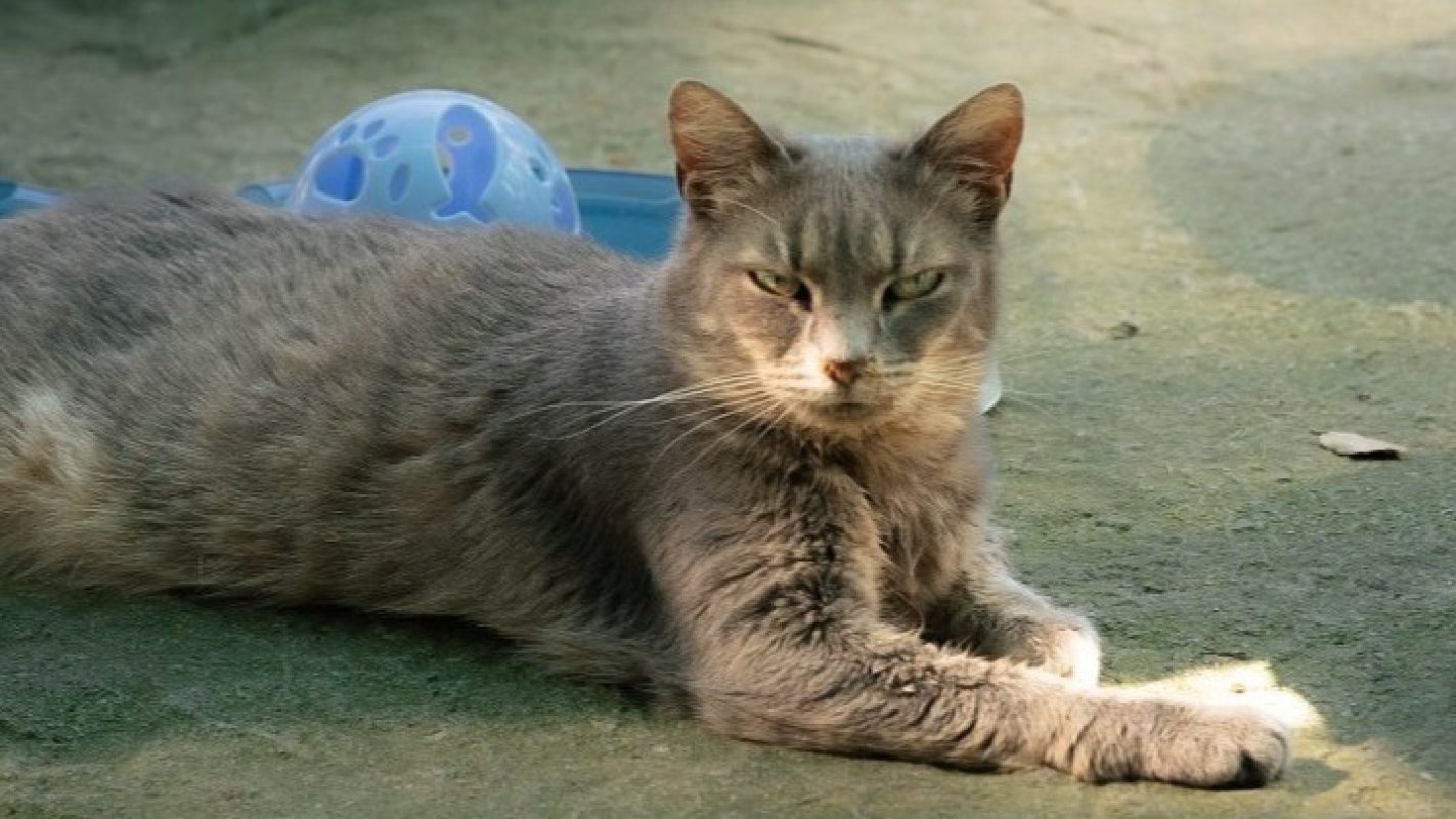 Sahara - Chat Européen à adopter - photo 3