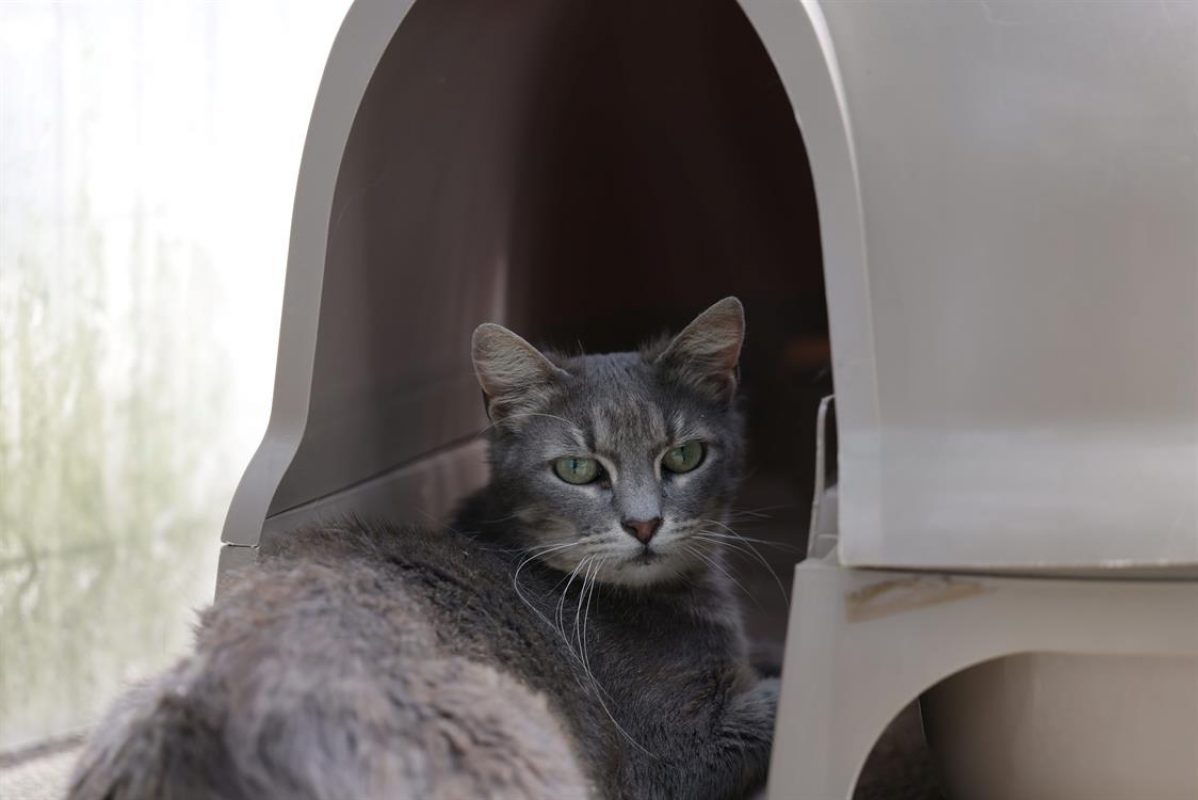 Sahara - Chat Européen à adopter - photo 4