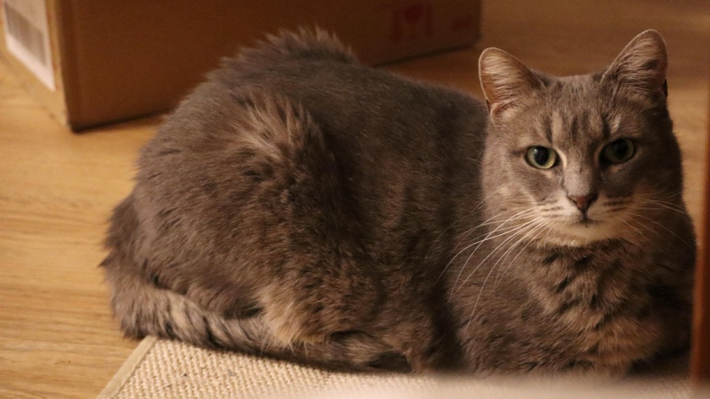 Sahara - Chat Européen à adopter