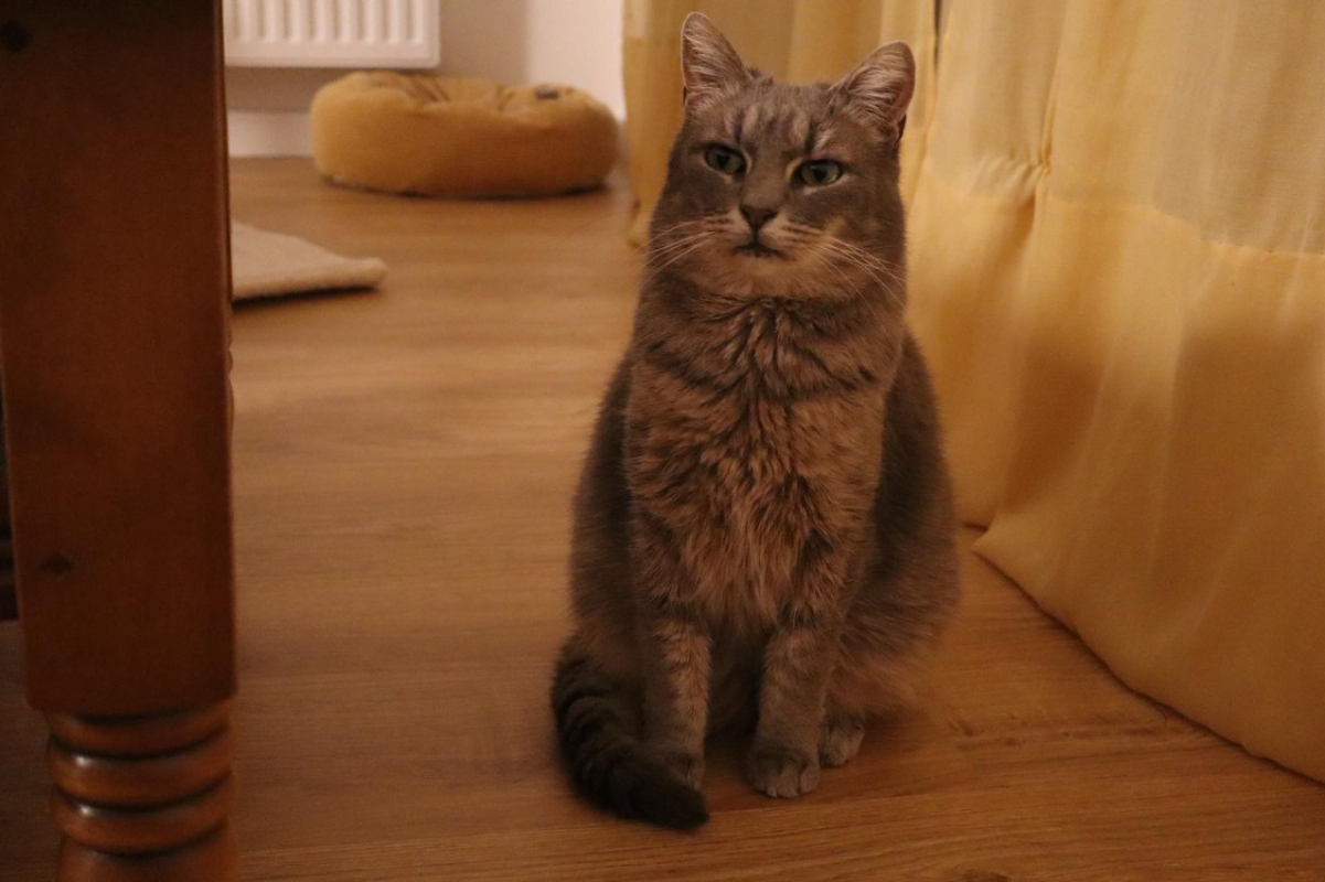 Sahara - Chat Européen à adopter - photo 4