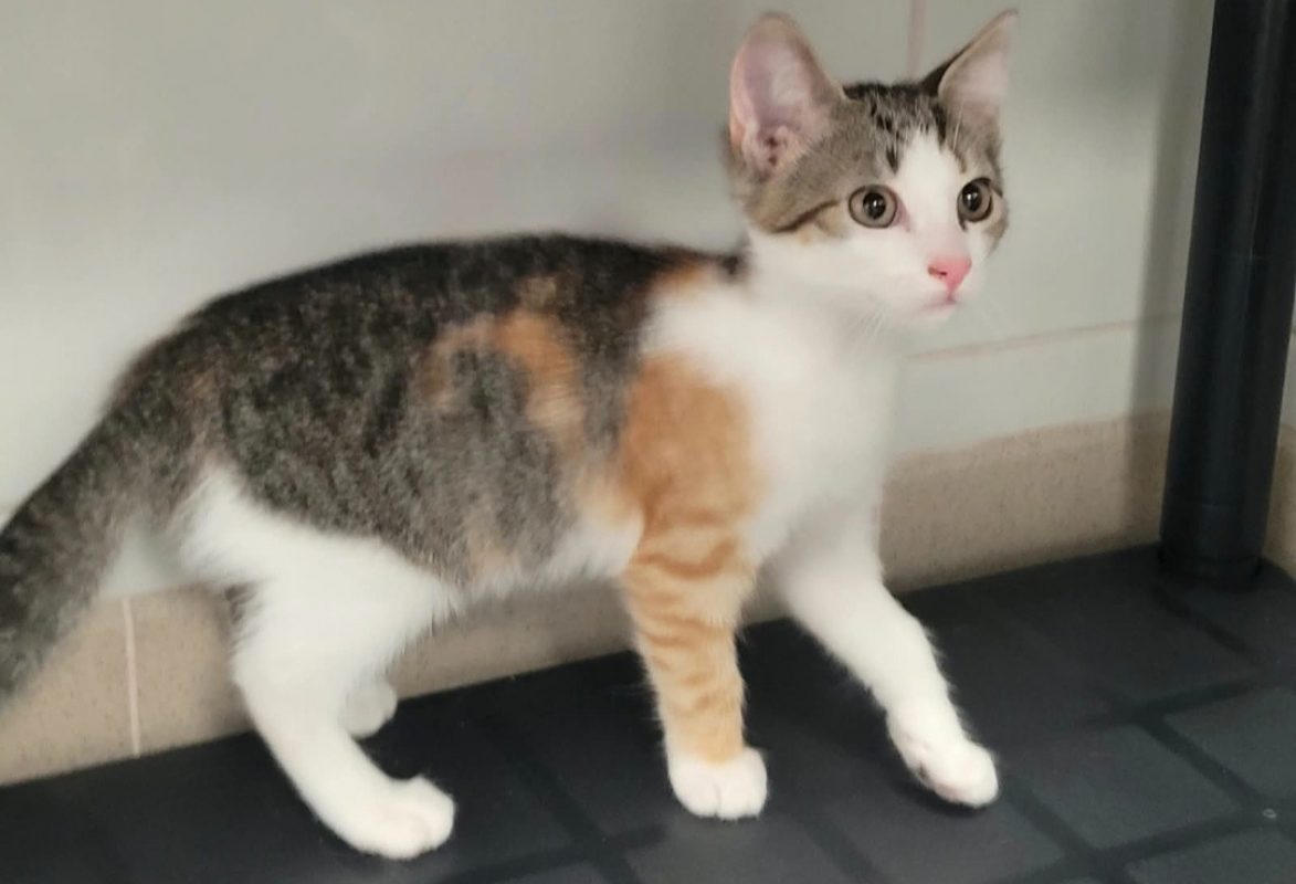 Ovi - Chat Européen à adopter