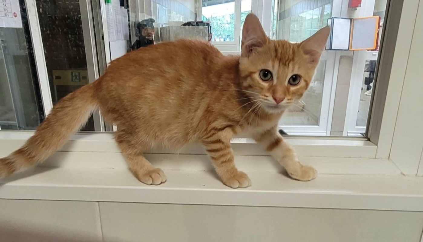 Krumpir - Chat Européen à adopter