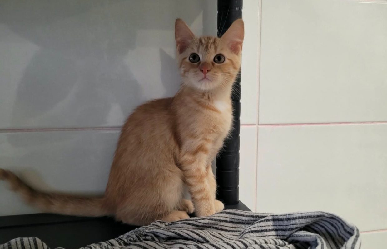 Kartoshka - Chat Européen à adopter
