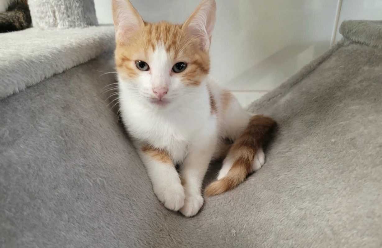 Peruna - Chat Européen à adopter