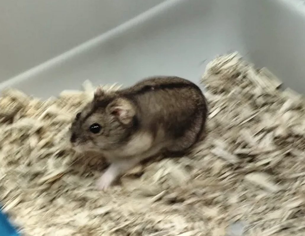 Hamsterator - Rongeur Hamster à adopter - photo 2