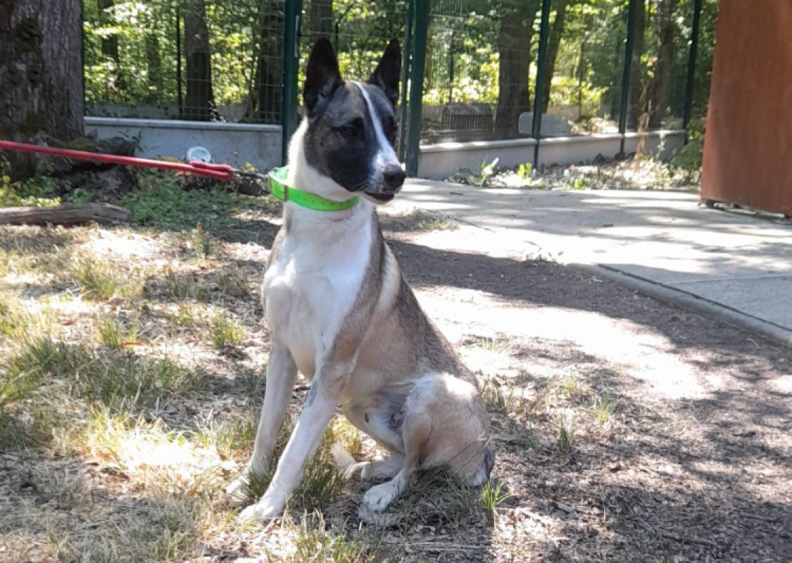 Pronto - Chien à adopter