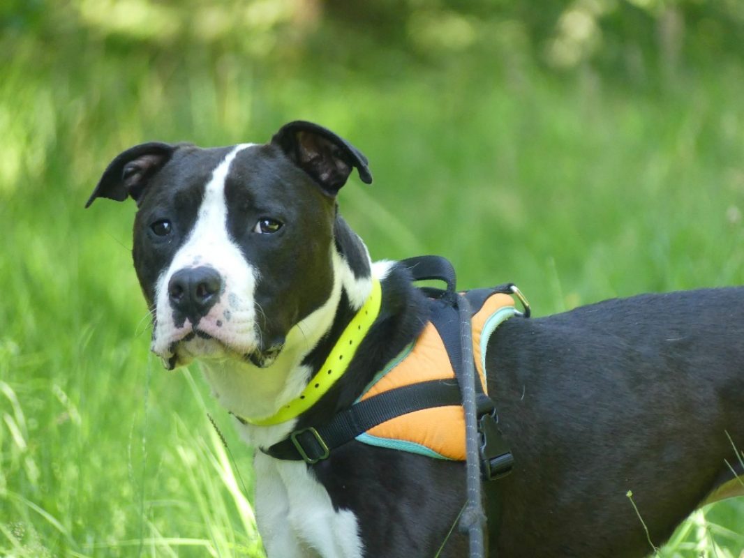 Spayk - Chien Dogue Argentin à adopter