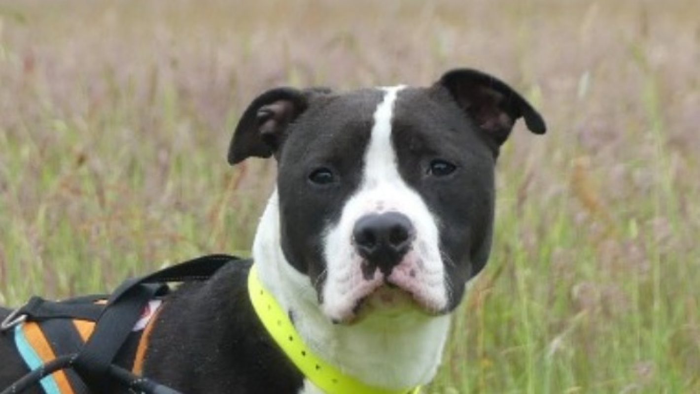 Spayk - Chien Dogue Argentin à adopter - photo 2