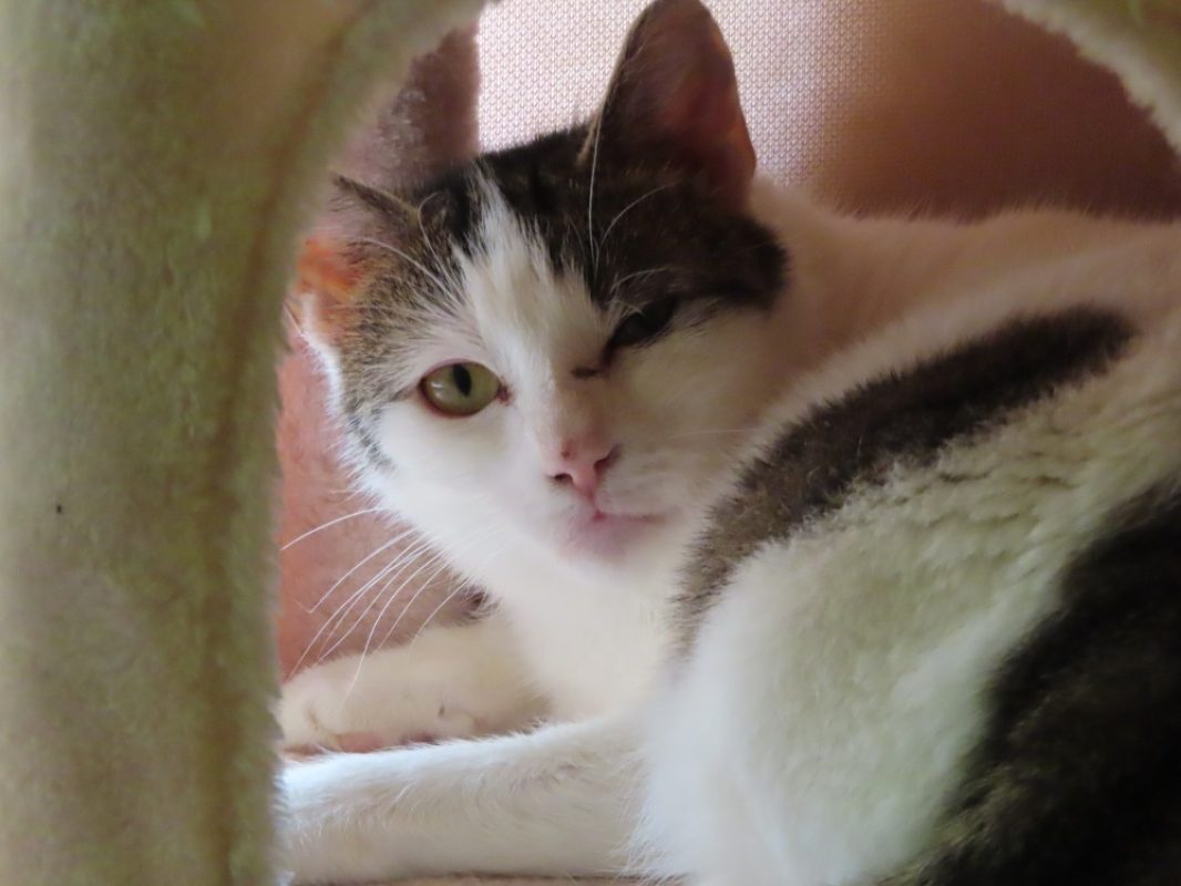Flashy - Chat Européen à adopter