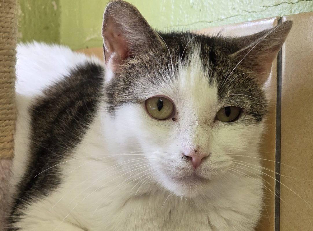 Flashy - Chat Européen à adopter - photo 2