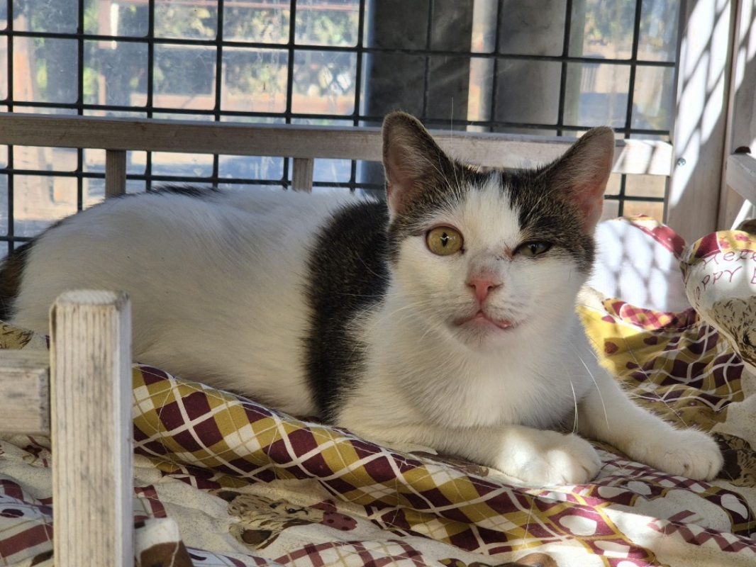 Flashy - Chat Européen à adopter