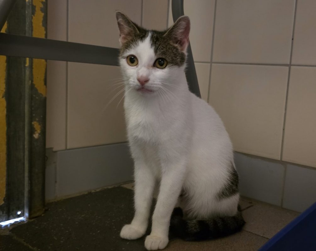 Flashy - Chat Européen à adopter - photo 2