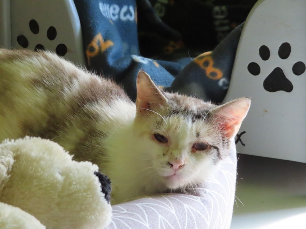 Chicoree - Chat Européen à adopter