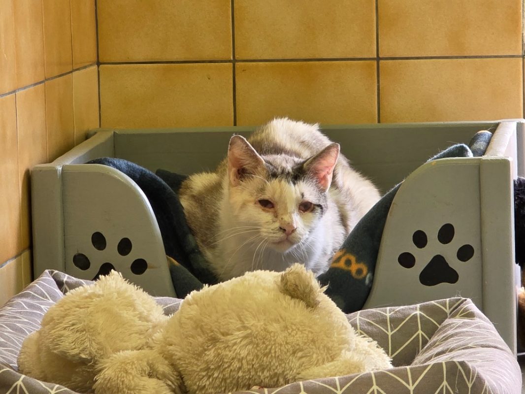 Chicoree - Chat Européen à adopter - photo 2