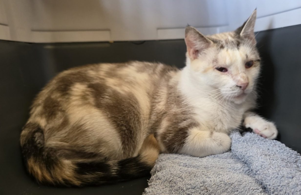 Chicoree - Chat Européen à adopter