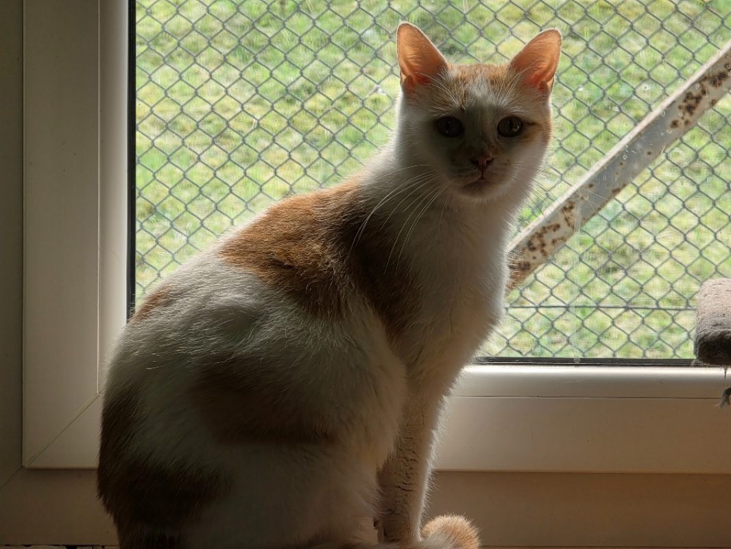 Praline - Chat Européen à adopter