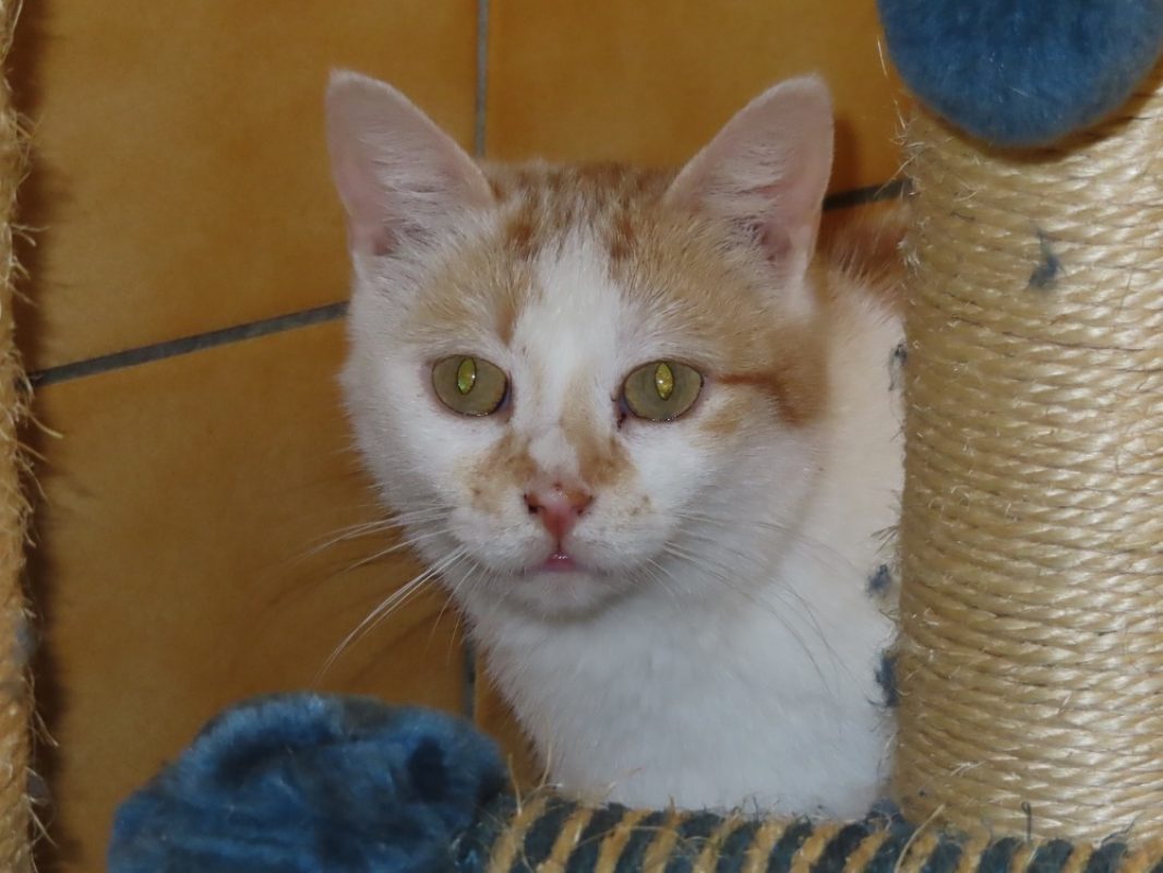Praline - Chat Européen à adopter - photo 2