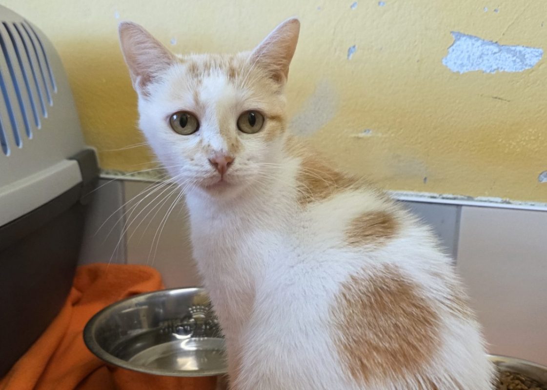 Praline - Chat Européen à adopter