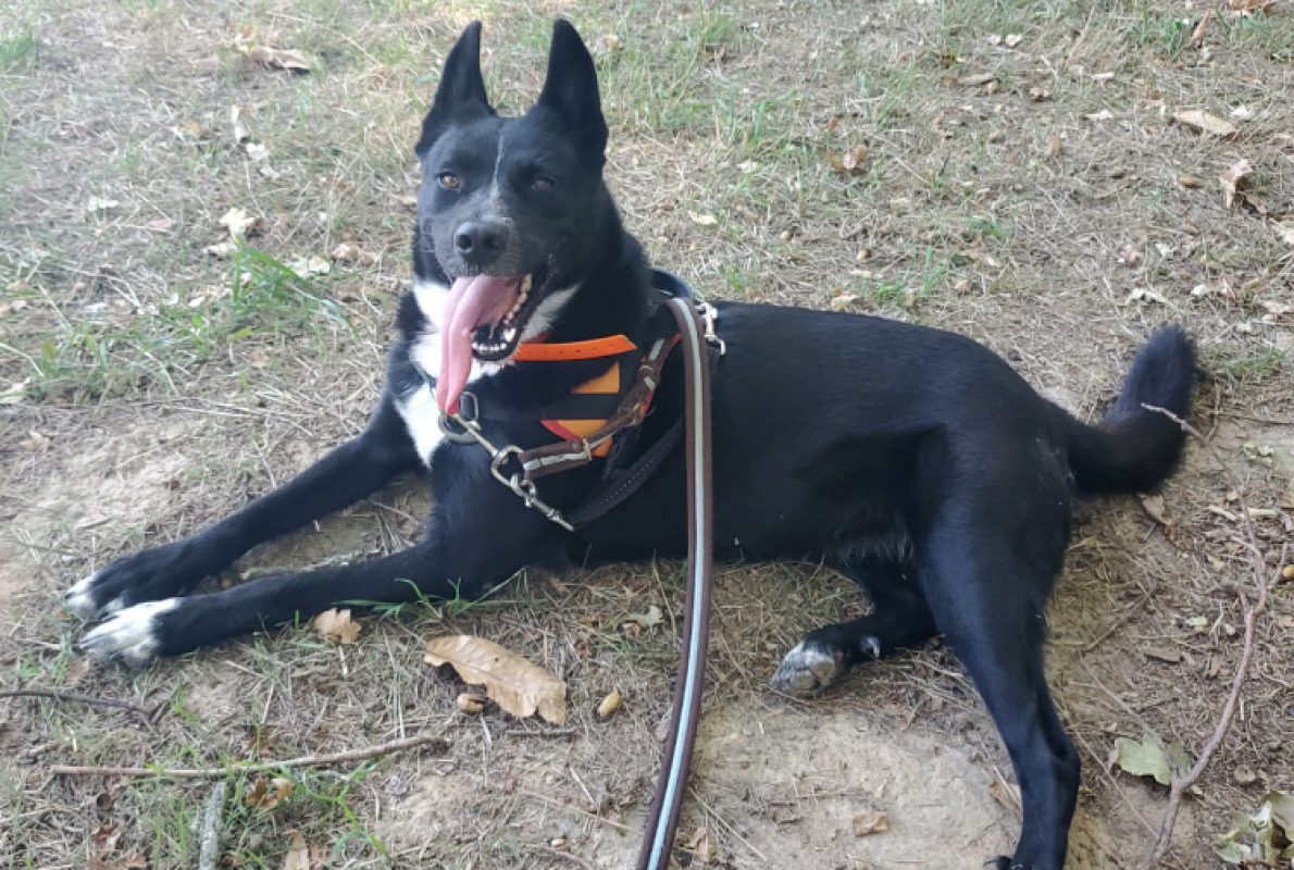 Thaina - Chien Husky Sibérien à adopter