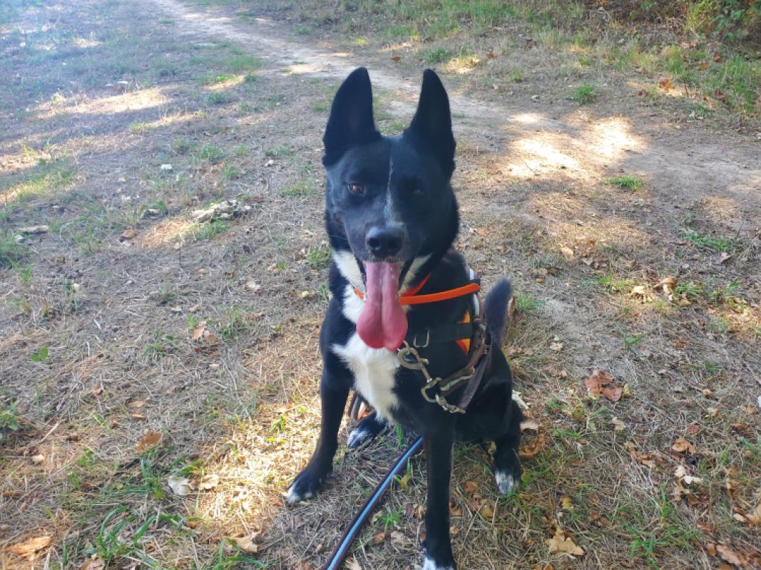 Thaina - Chien Husky Sibérien à adopter - photo 6