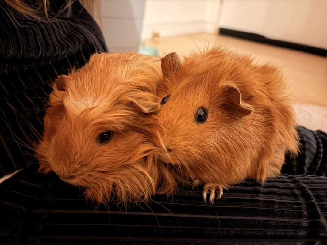 Cookie en duo avec brownie - Rongeur Cobaye à adopter