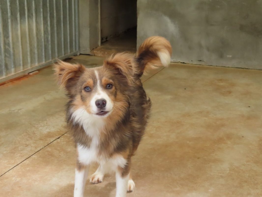 Mako - Chien Border Collie à adopter