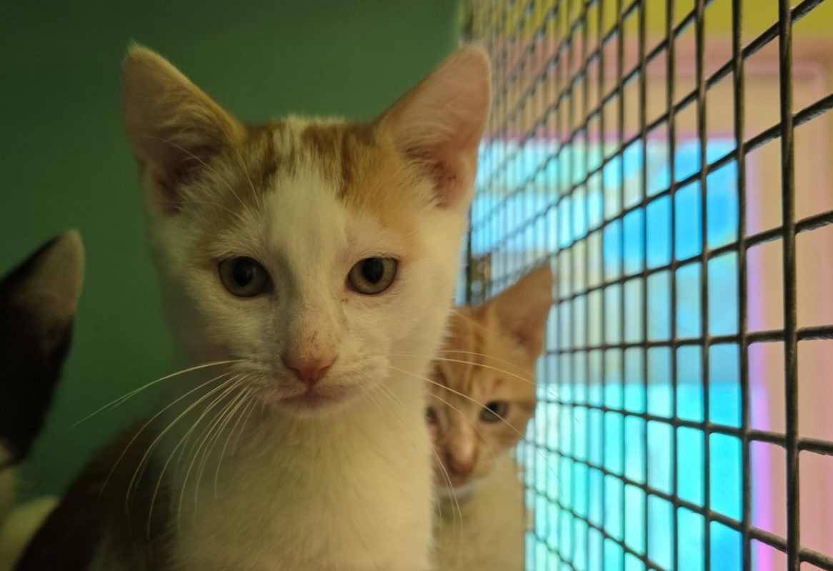 Sunny - Chat Européen à adopter