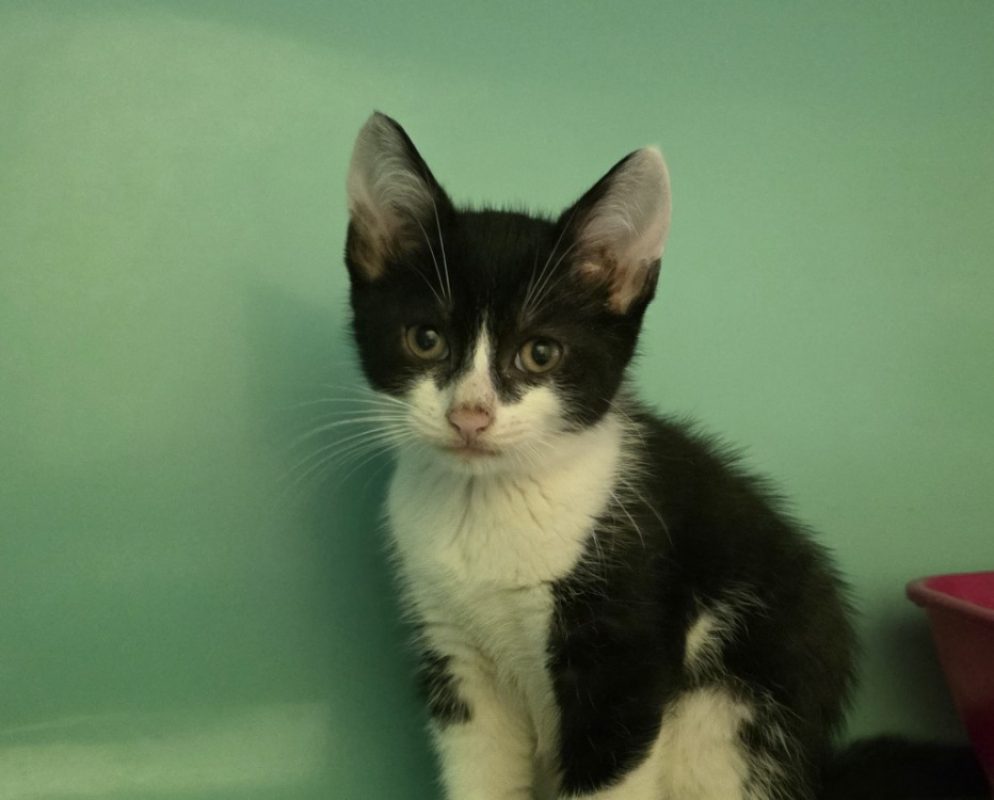 Tiki - Chat Européen à adopter