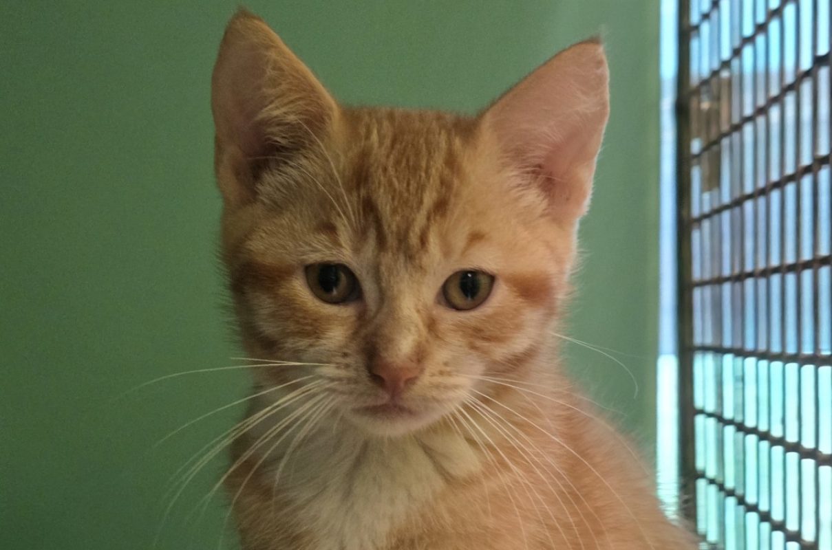Corail - Chat Européen à adopter