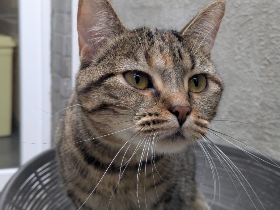 Luna - Chat Européen à adopter