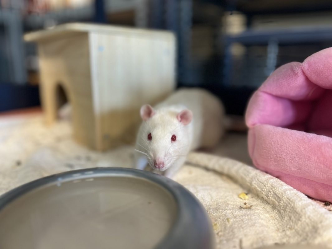 Einstein - Rongeur Rat à adopter