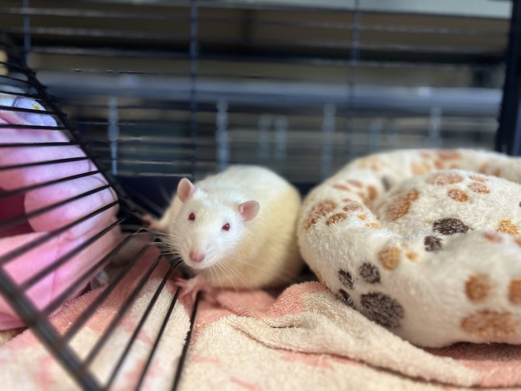 Pasteur - Rongeur Rat à adopter