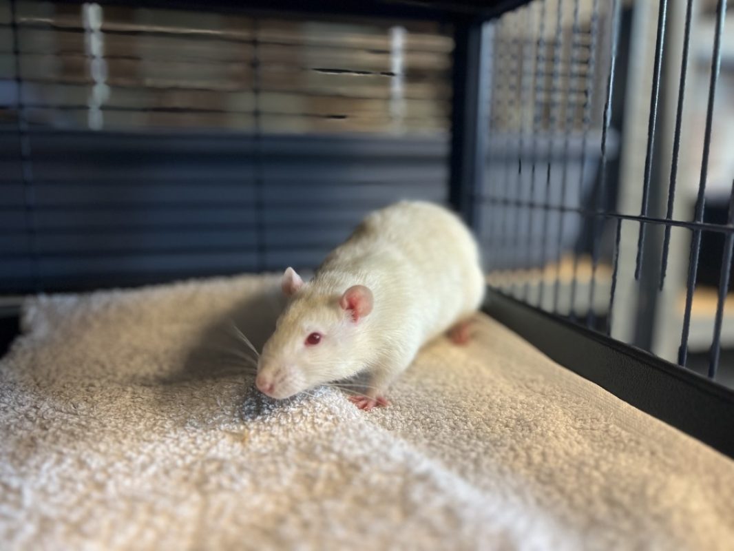 Darwin - Rongeur Rat à adopter