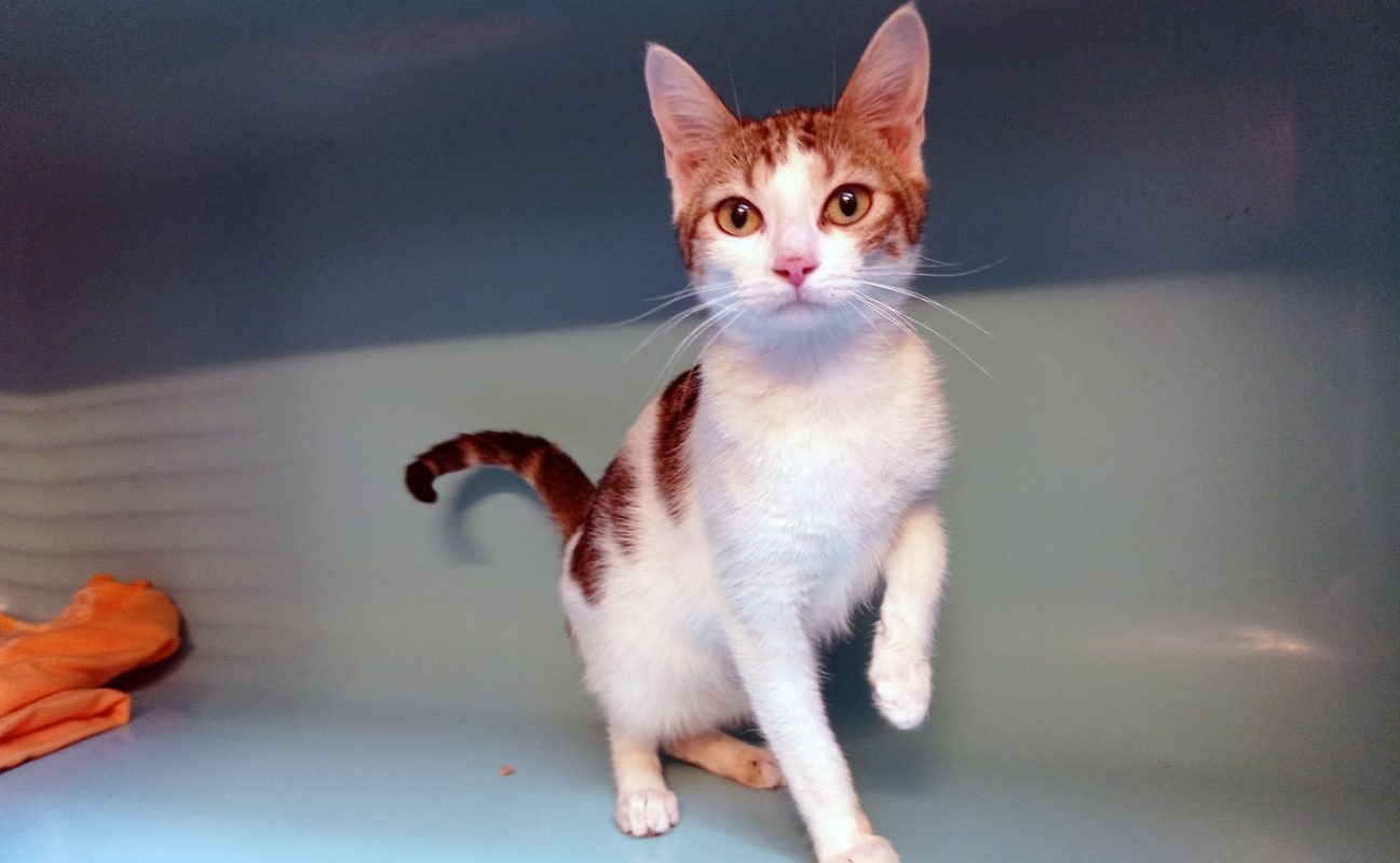 Cajoline - Chat Européen à adopter