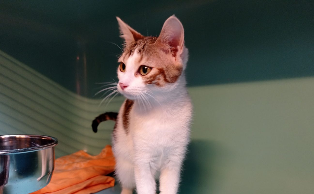 Cajoline - Chat Européen à adopter - photo 2