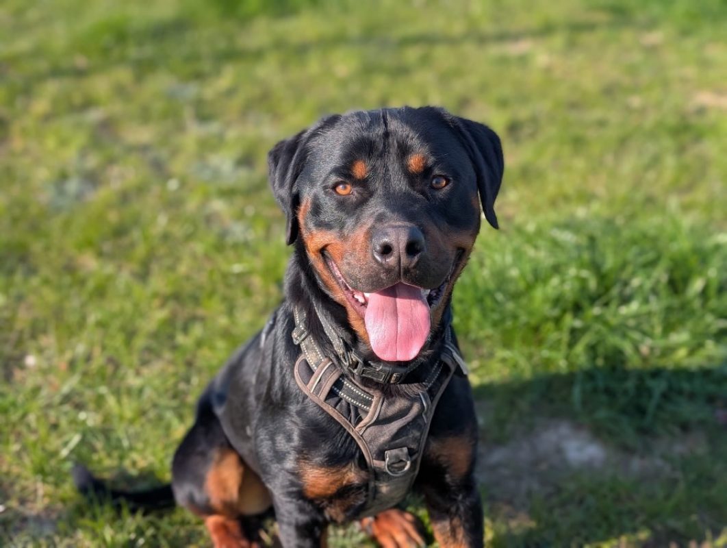 Ades - Chien Rottweiler à adopter