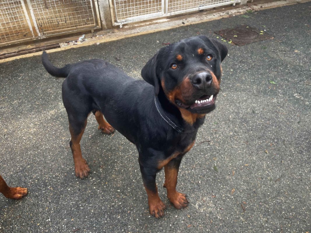 Ades - Chien Rottweiler à adopter - photo 2