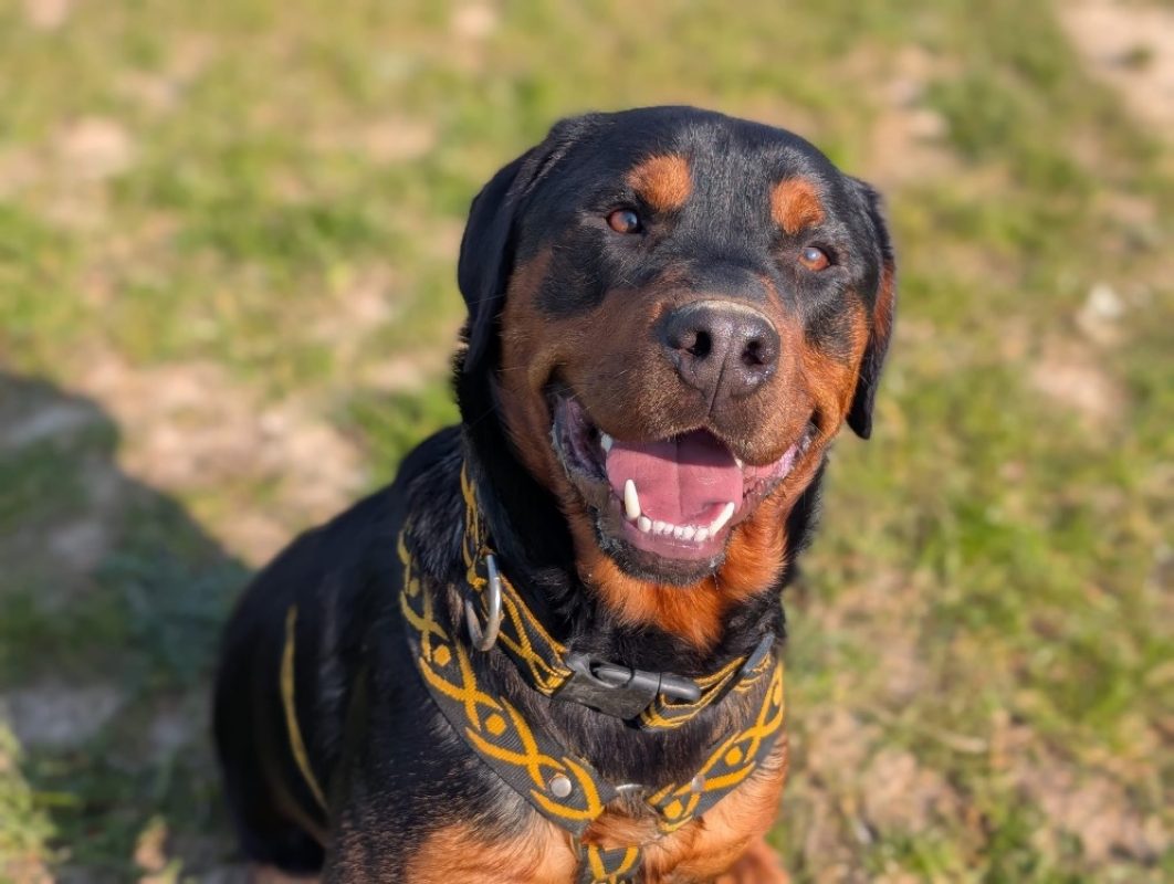 Attila - Chien Rottweiler à adopter