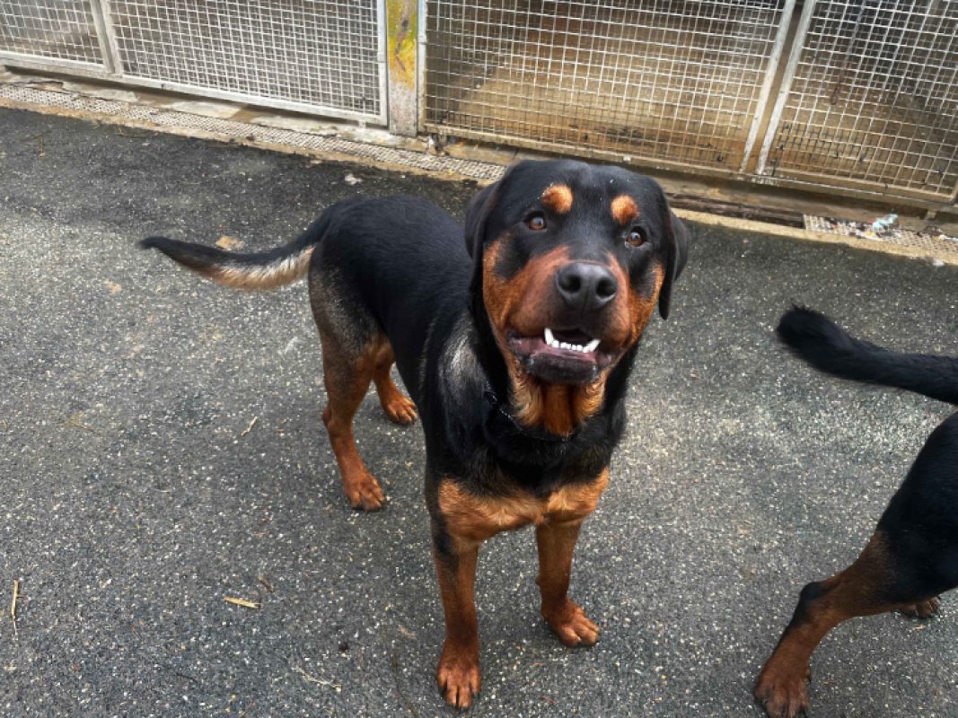 Attila - Chien Rottweiler à adopter - photo 3