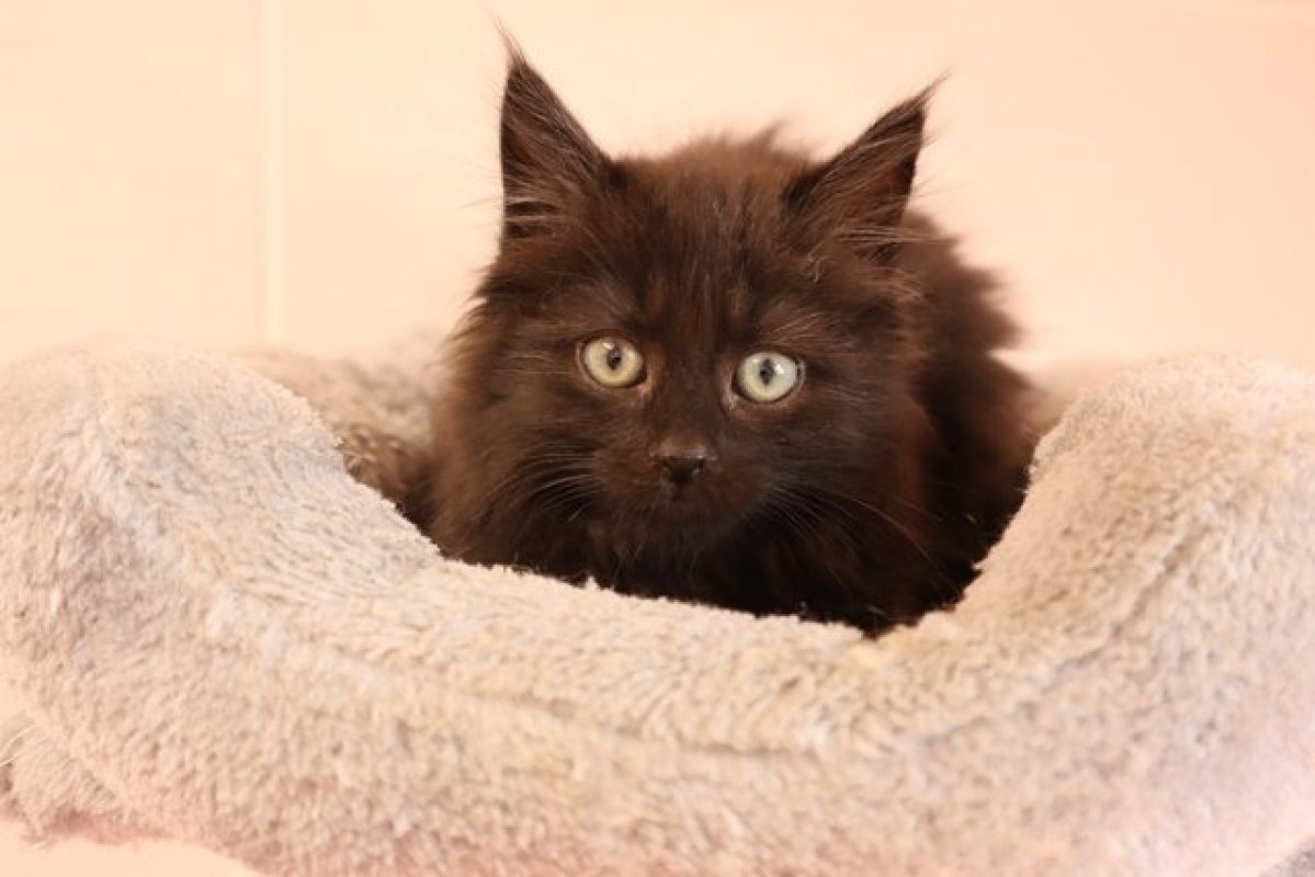 Onyx - Chat Européen à adopter