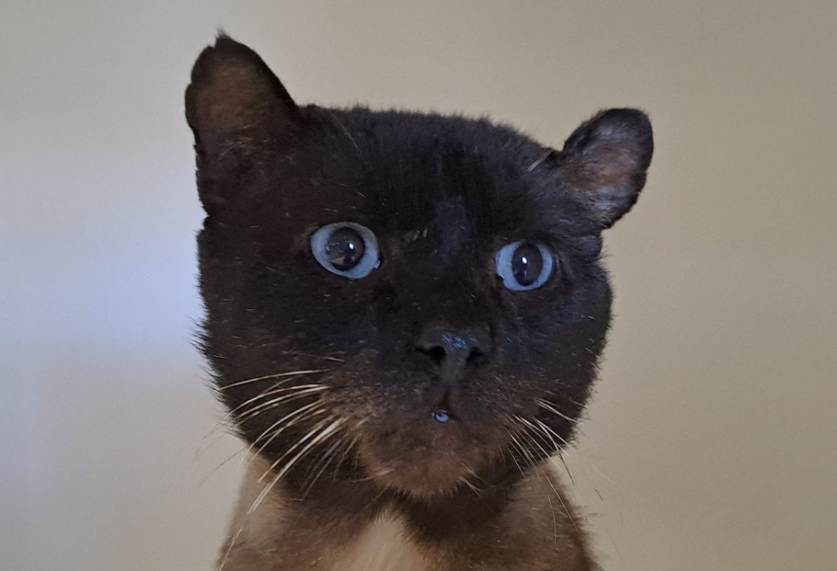 Moka - Chat Européen à adopter