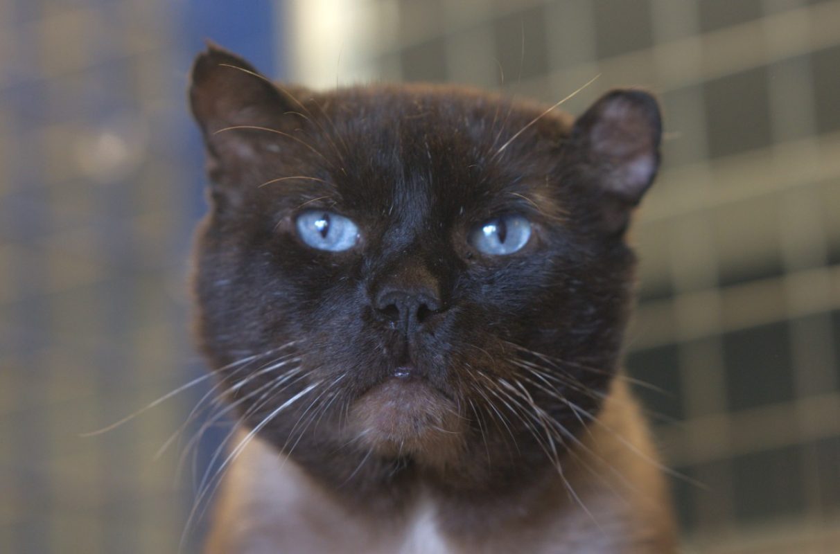 Moka - Chat Européen à adopter