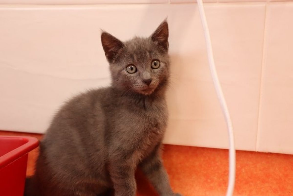 Topaze - Chat Européen à adopter